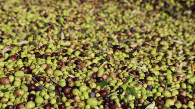 Adana’da Zeytin Rekoltesi Azalınca Zeytinyağı Fiyatları Cep Yaktı!